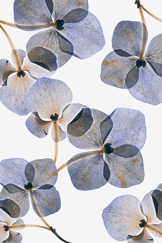Pressed Blue Petals by Lenka — canvas wall art