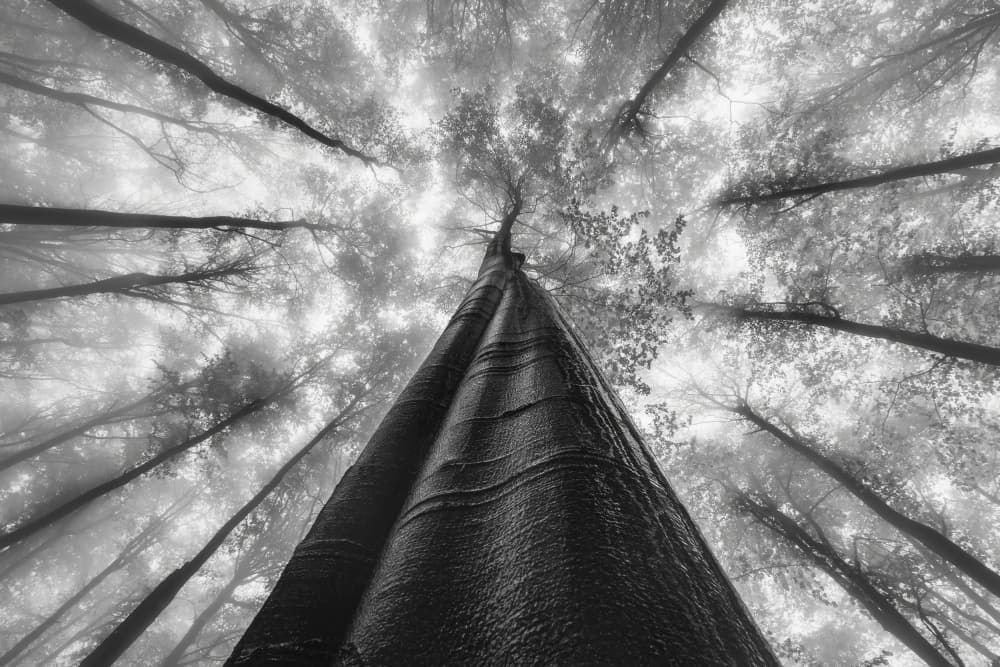 Misty Forest Canopy by Tom Pavlasek — canvas wall art