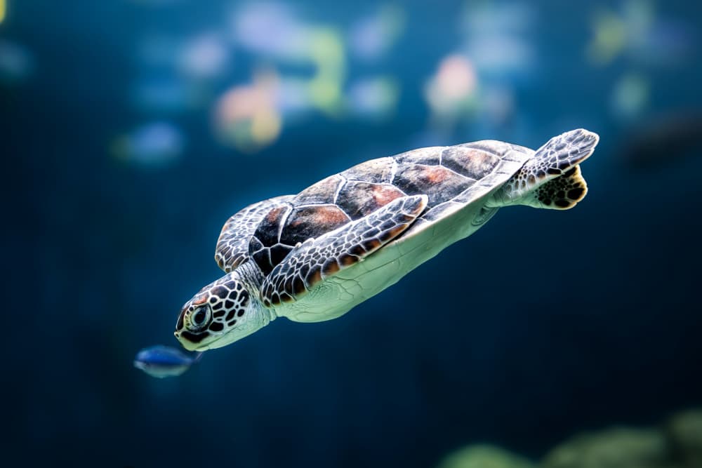 Graceful Sea Turtle Swim by K.Hayakawa — canvas wall art