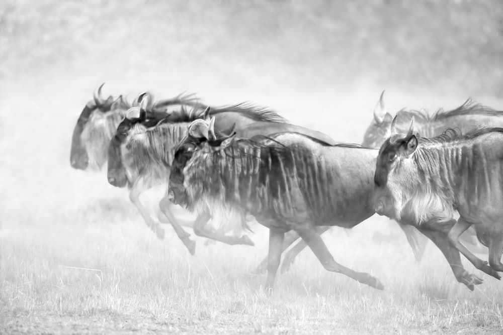 Running Wildebeest Herd by John Fan — canvas wall art