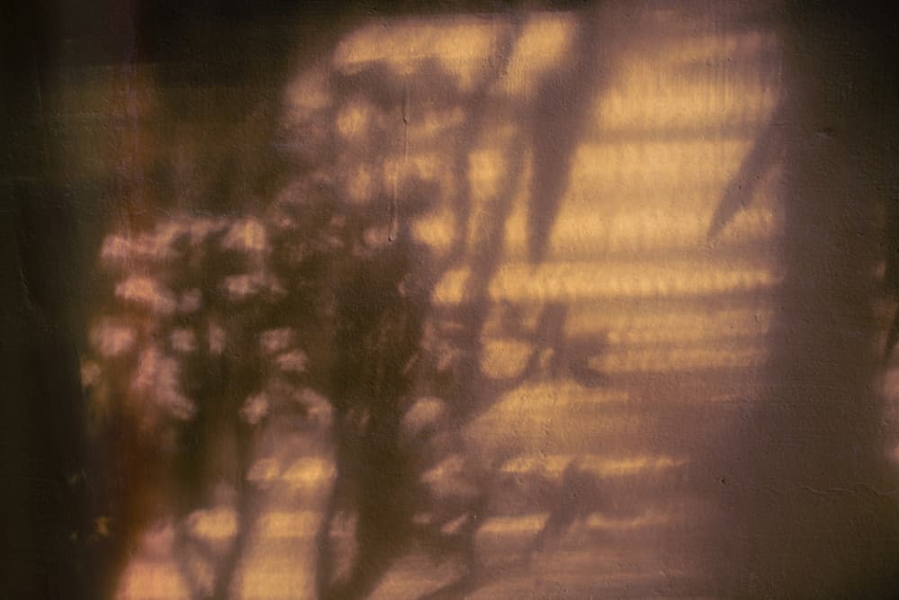 Dreamy Plant Shadows by Tim Mossholder — canvas wall art