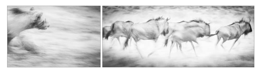 Running Wildebeest by Hilde Ghesquiere — canvas wall art