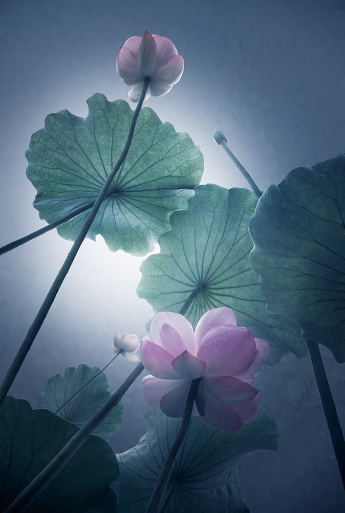 Serene Lotus Bloom by Shanyewuyu — canvas wall art