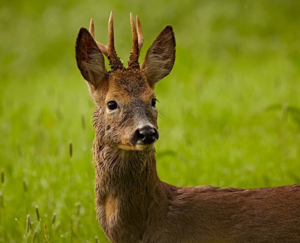 Wild Roe deer by Stuart Williams — canvas wall art