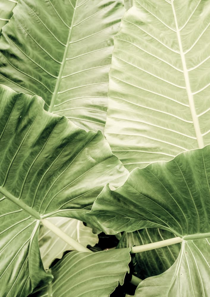 Verdant Foliage by Shot by Clint — canvas wall art