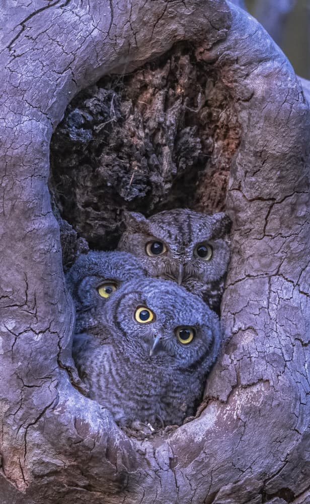 Three Little Owls by Jenny Qiu — canvas wall art