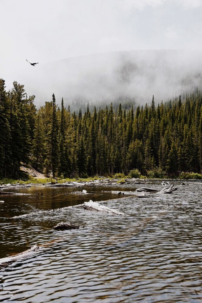 Misty Forest Lake by Del Mundo Portraits — canvas wall art