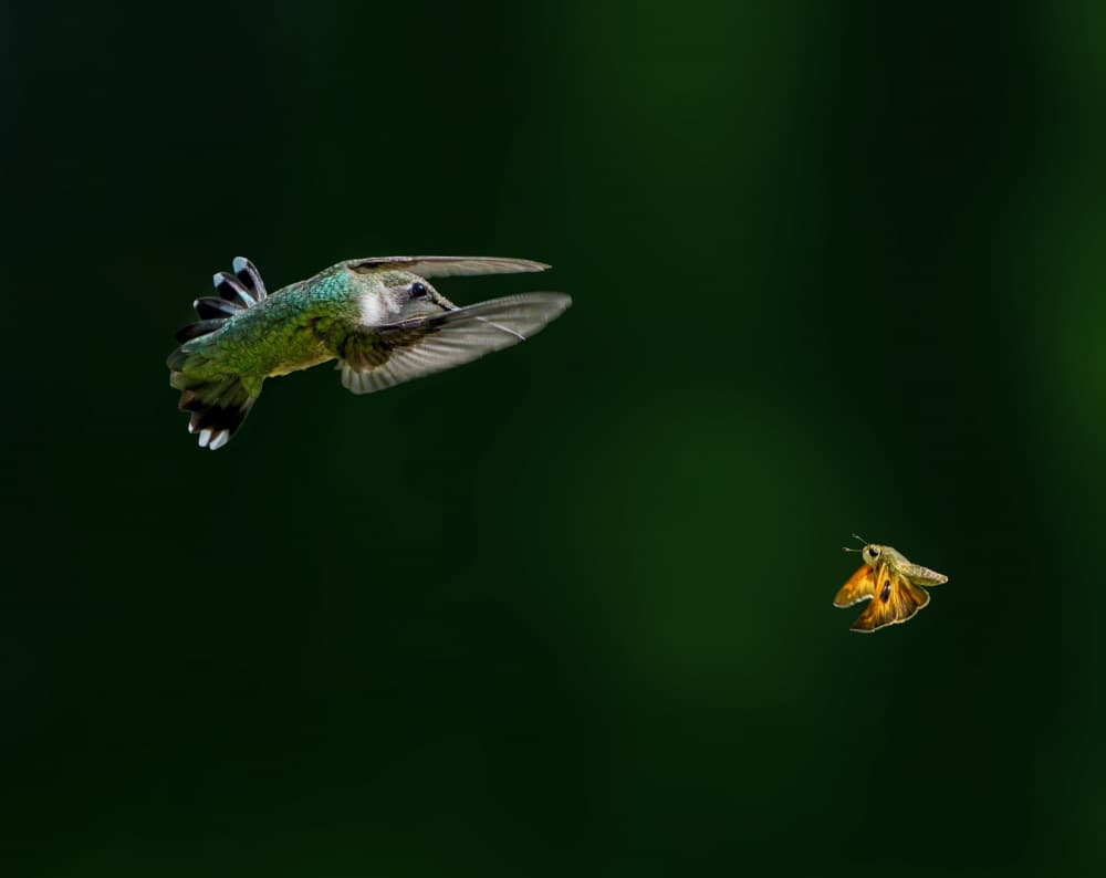 Hummingbird And Moth Flight by Hannah & Wei — canvas wall art
