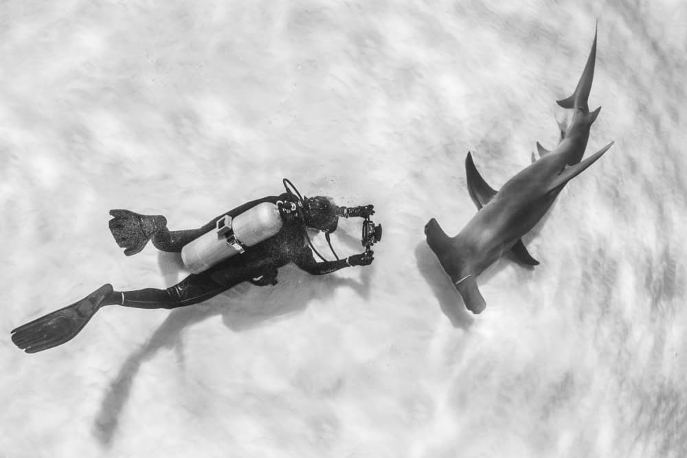 Diver Meets Hammerhead by Ken Kiefer — canvas wall art