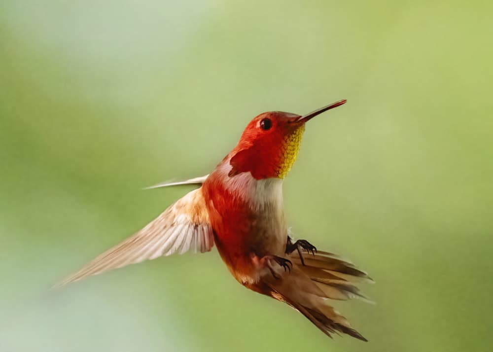Vibrant Hummingbird Flight by Ming Chen — canvas wall art