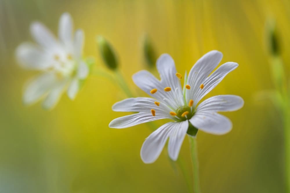 Stitchwort by Mandy Disher — canvas wall art