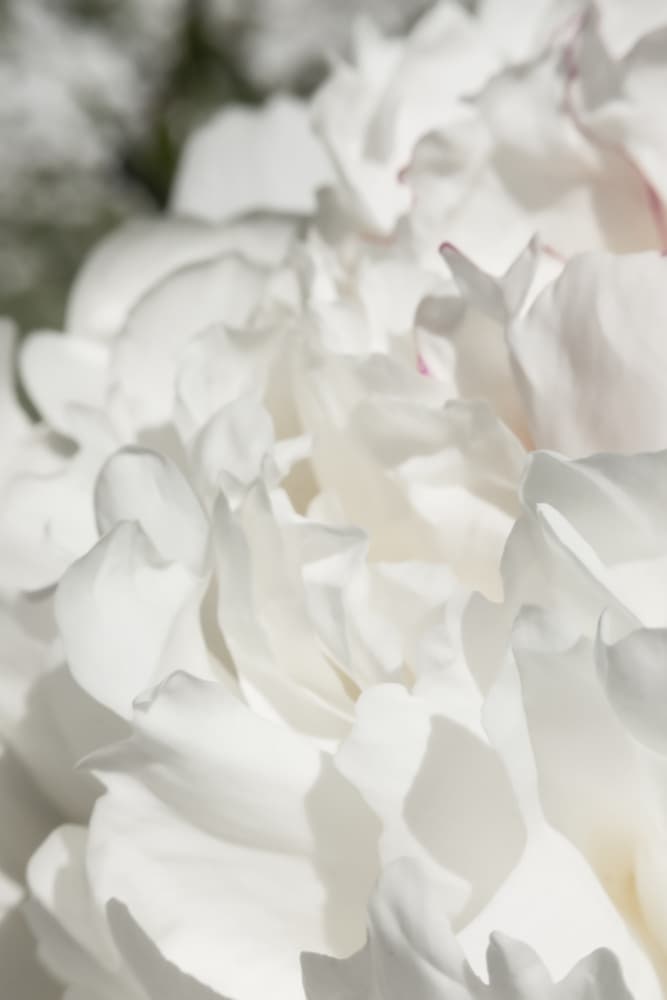 Pristine White Peony by Pictufy Studio III — canvas wall art