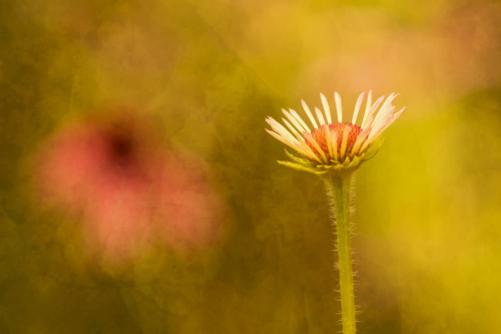 Golden Hour Blossom by Xiang yang Cui — canvas wall art