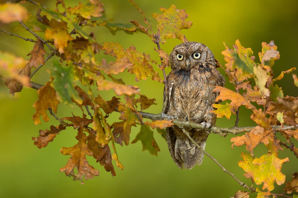 Watchful Autumn Owl by Milan Zygmunt — canvas wall art