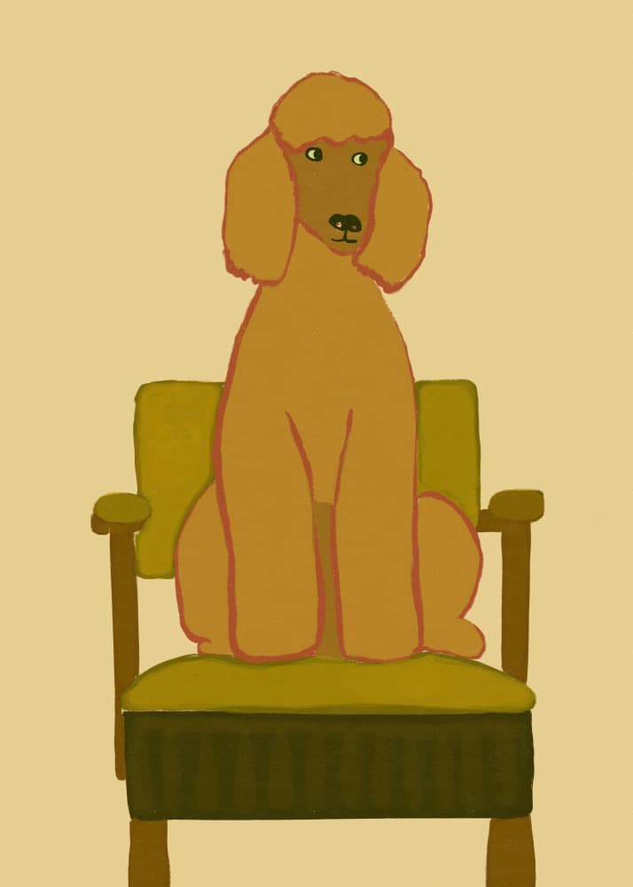Poodle on Green Chair by Sharyn Bursic — canvas wall art