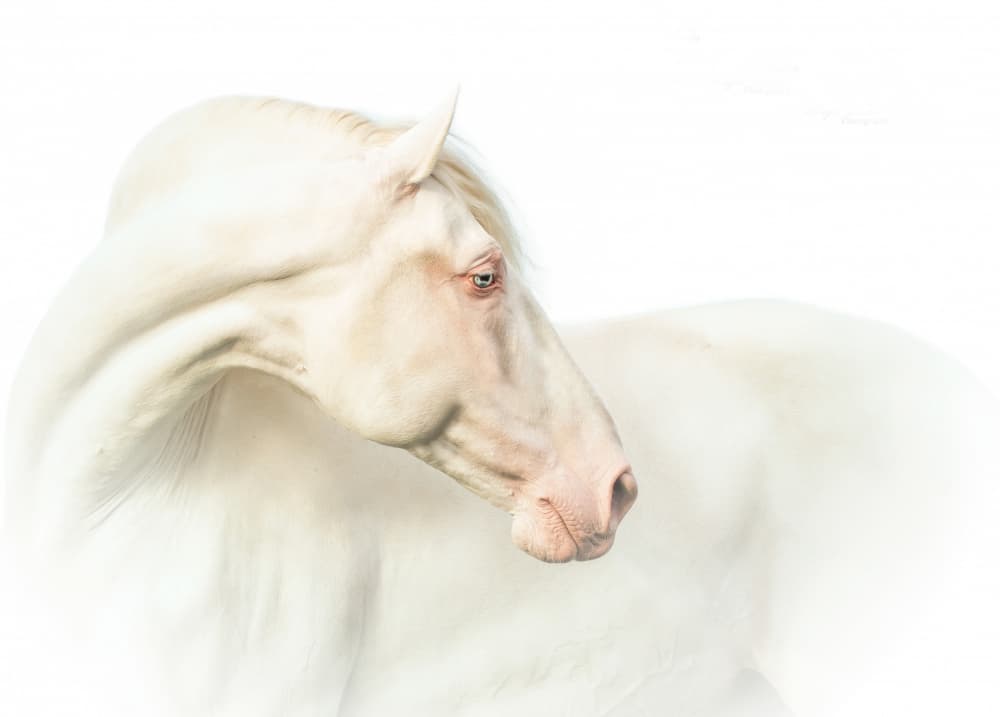 Ethereal White Horse by Celine Weerink — canvas wall art