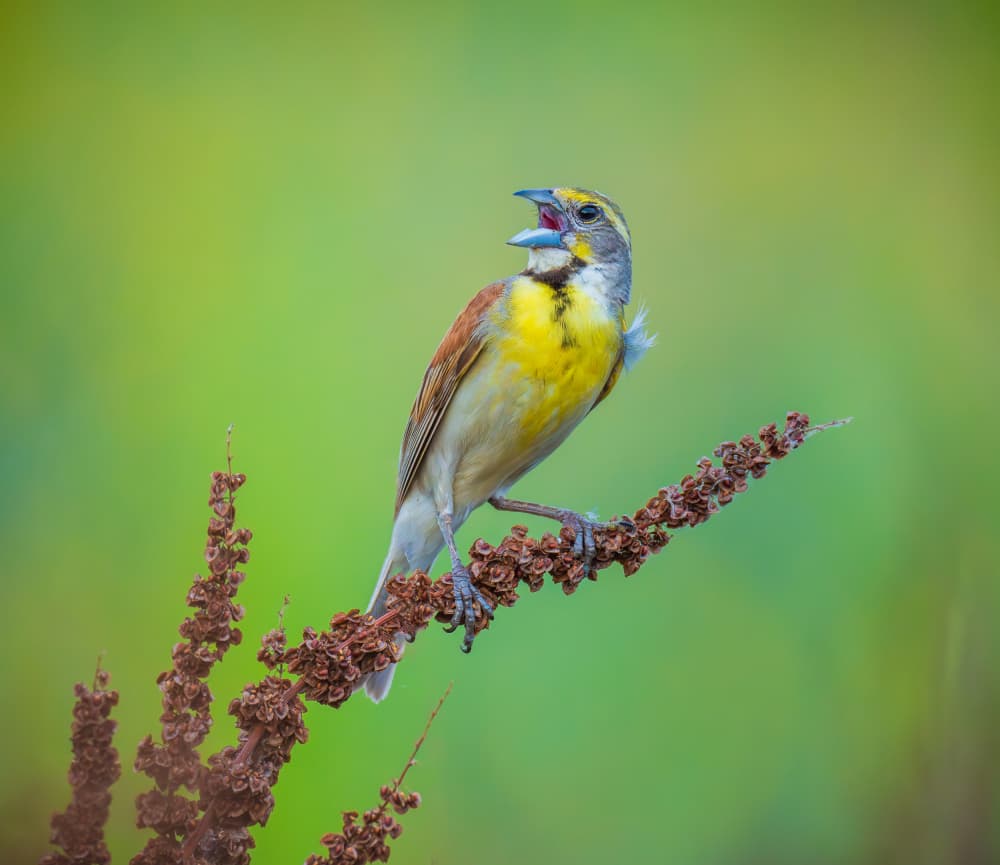 Singing Yellow Bird by Mike He — canvas wall art