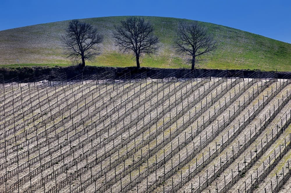 Three Trees Vineyard Hills by Claudio Moretti — canvas wall art