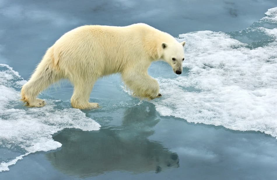Polar Bear on Arctic Ice by Sergey Kokinskiy — canvas wall art