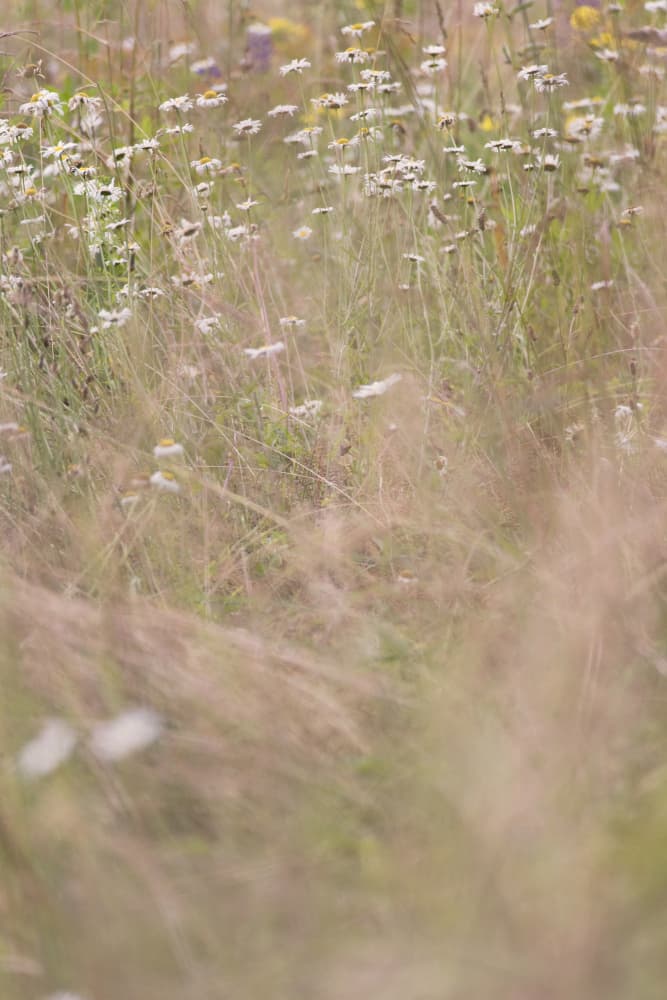 Wildflower Meadow No. 2 by Lynann Colligan — canvas wall art