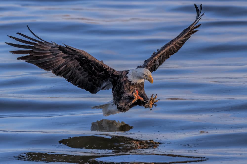 Bald Eagle Water Landing by Jun Zuo — canvas wall art