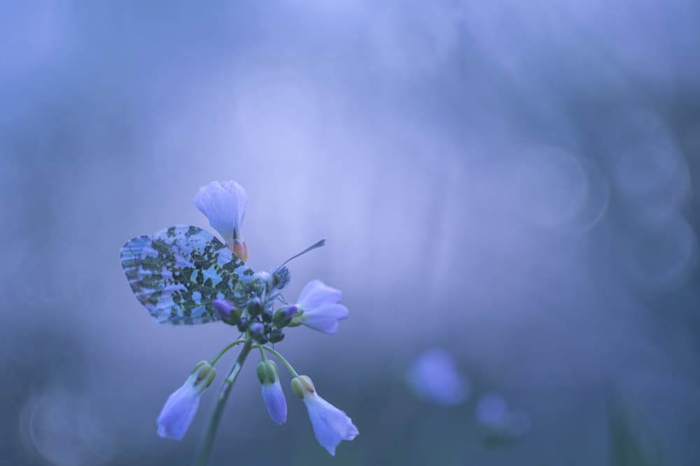 Ethereal Butterfly Bloom by Nanda Bussers — canvas wall art
