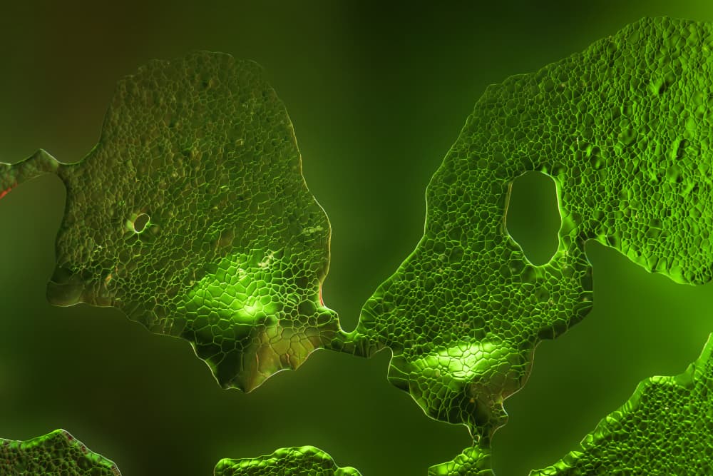 Glowing Organic Cells by Burger Jochen — canvas wall art