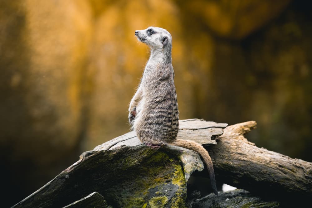 Vigilant Meerkat Sentry by Ziwen He — canvas wall art