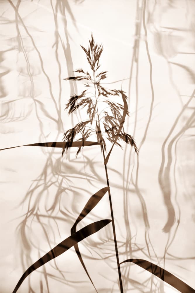 Whispering Reed Shadows by Christina Sillen — canvas wall art