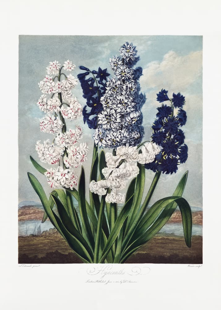 Hyacinths from The Temple of Flora (1807) by Robert John Thornton — canvas wall art