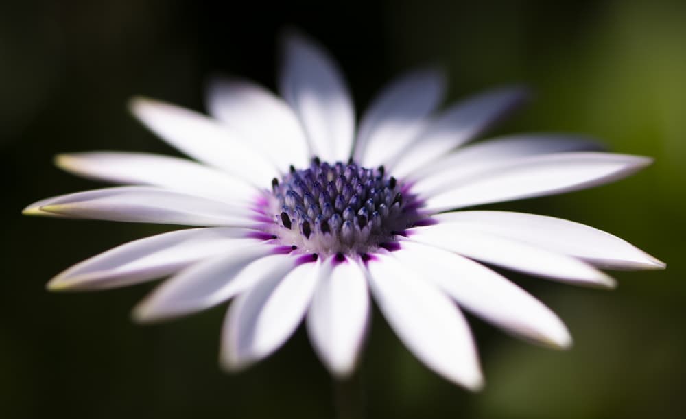 Purple Centered Daisy by NanZ — canvas wall art