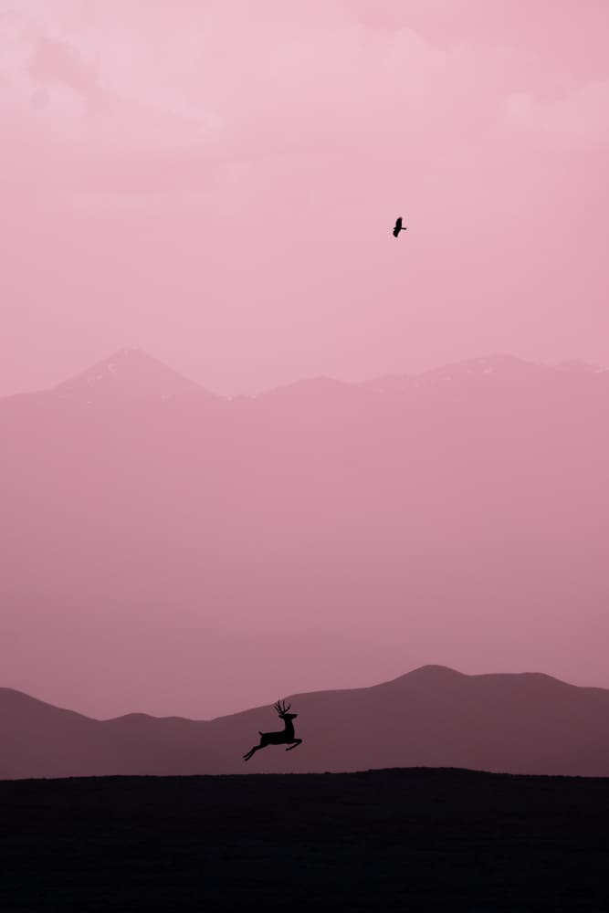 Leaping Deer Pink Sky by Xiaopeng Guan — canvas wall art