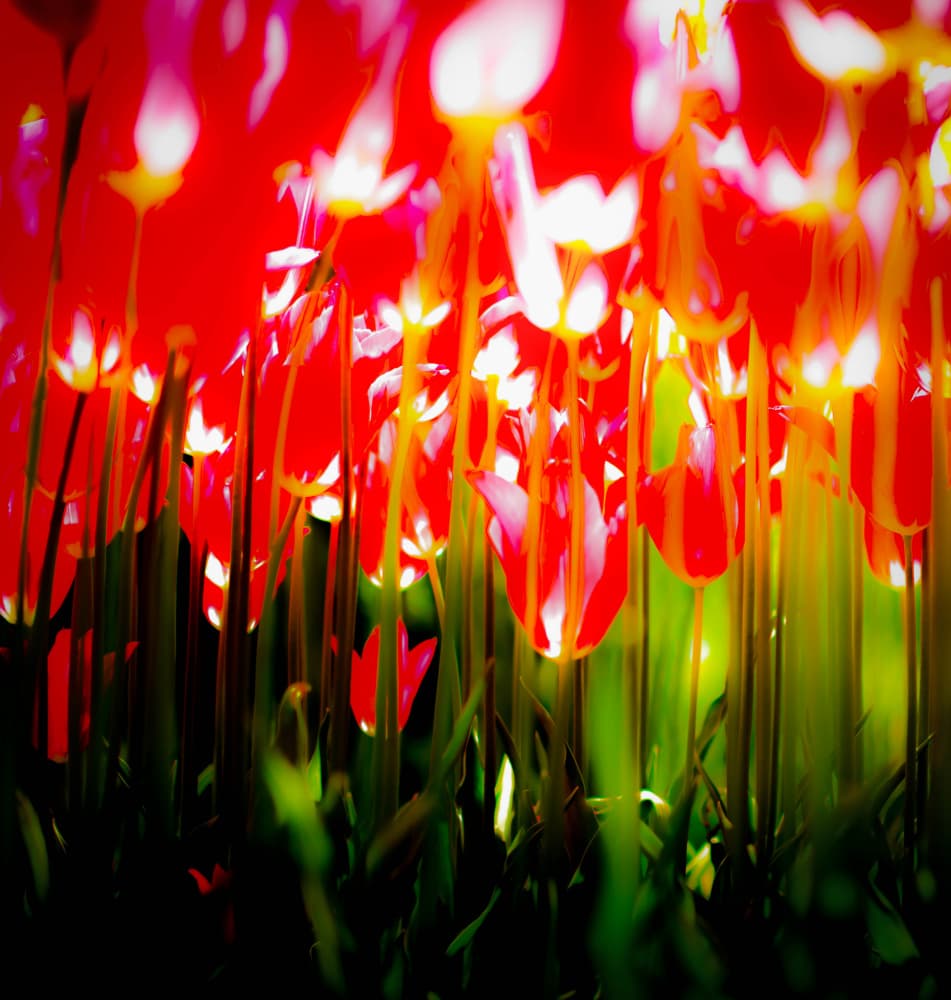 Radiant Red Tulips by Pelin Atilla — canvas wall art