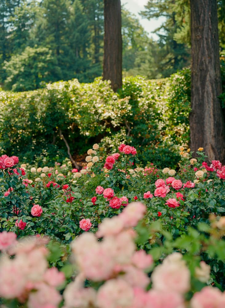 Vibrant Rose Garden by Bethany Young — canvas wall art