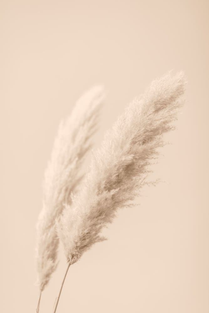 Soft Pampas Plumes by Pictufy Studio III — canvas wall art