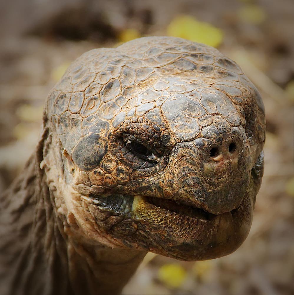 Galapagos Tortoise Portrait by Zina Heg — canvas wall art