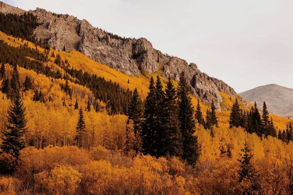 Golden Aspen Mountain Slope by Del Mundo Imagery — canvas wall art