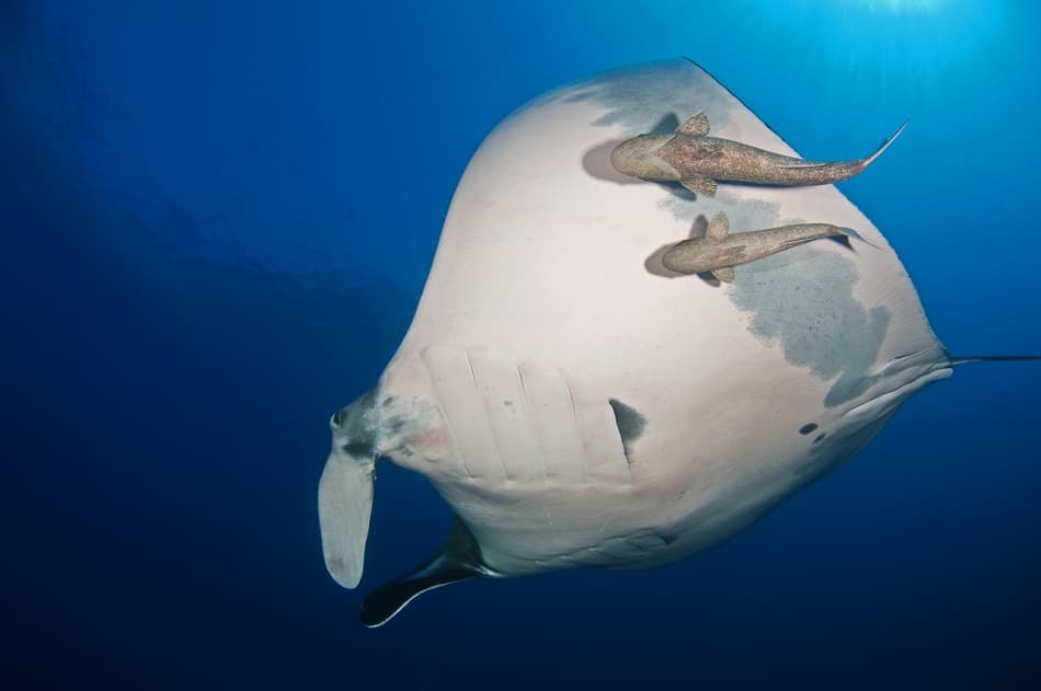 Graceful Manta Deep Blue by Ilan Ben Tov — canvas wall art