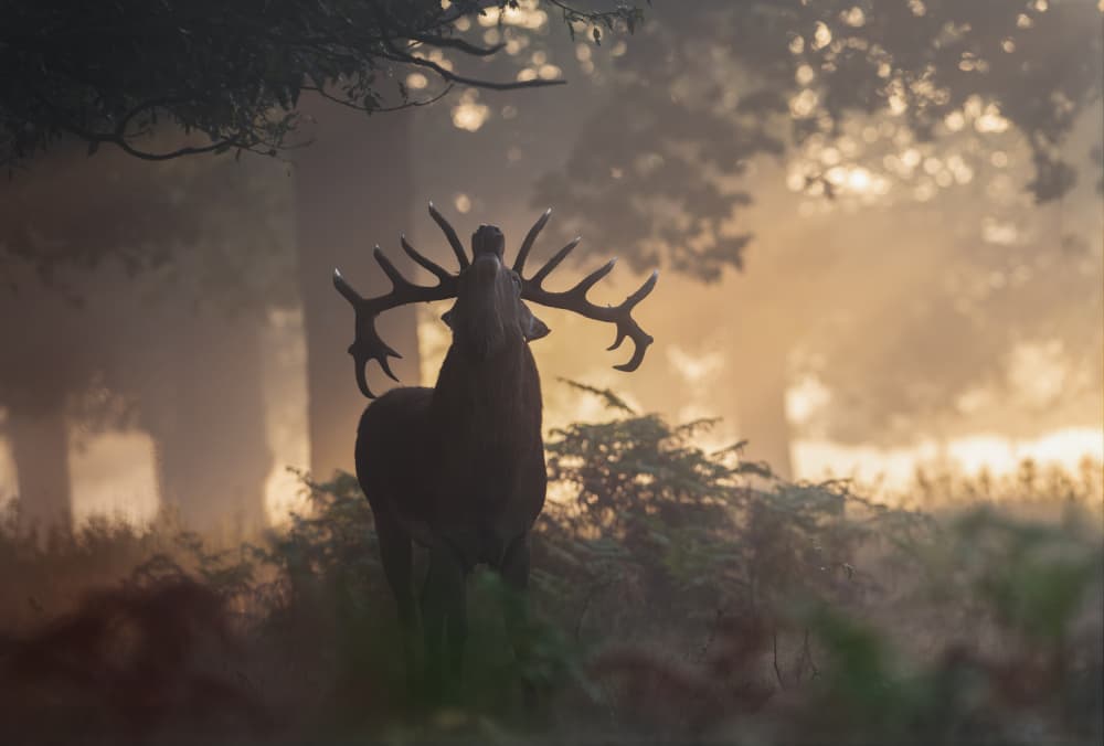 Misty Stag Roar by Radojica Jevric fotorax — canvas wall art