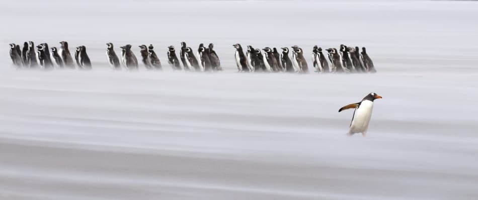 Lone Penguin Run by Sergey Kokinskiy — canvas wall art