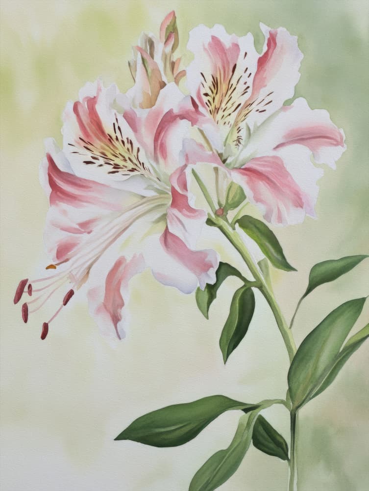 Elegant Peruvian Lilies by Bilge Paksoylu — canvas wall art