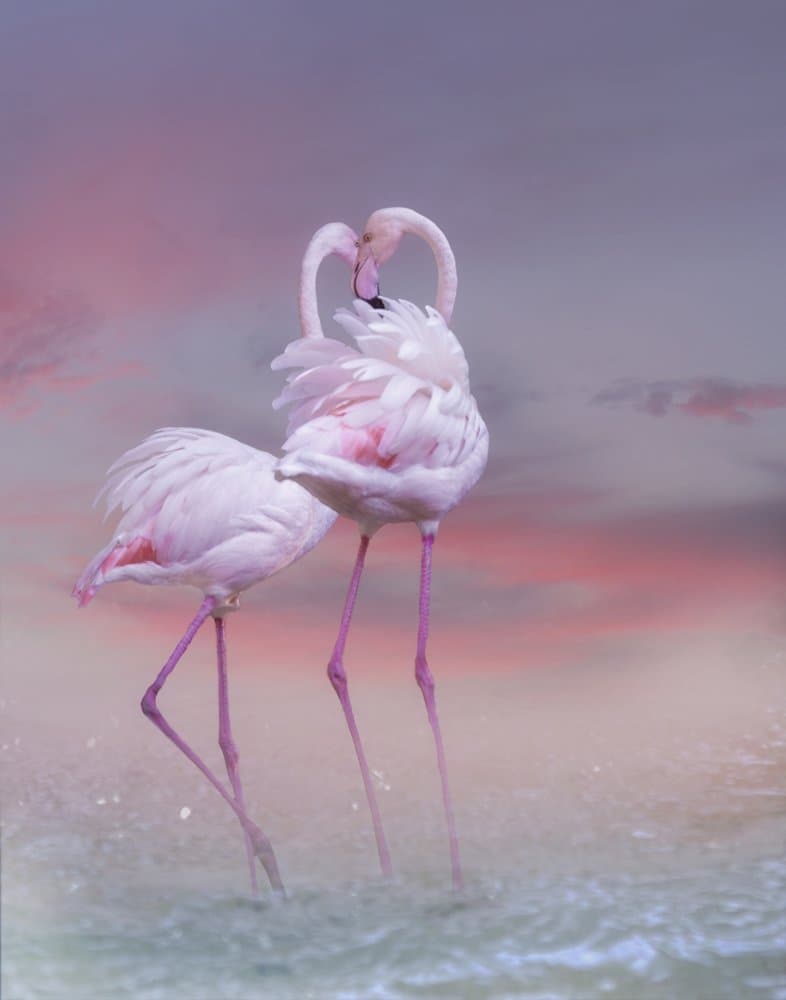 Flamingo Ballet by Krystina Wisniowska — canvas wall art