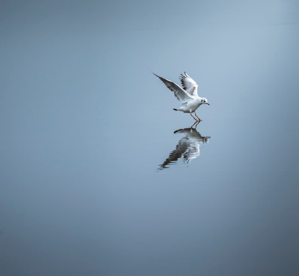 Graceful Bird Reflection by David Ahern — canvas wall art