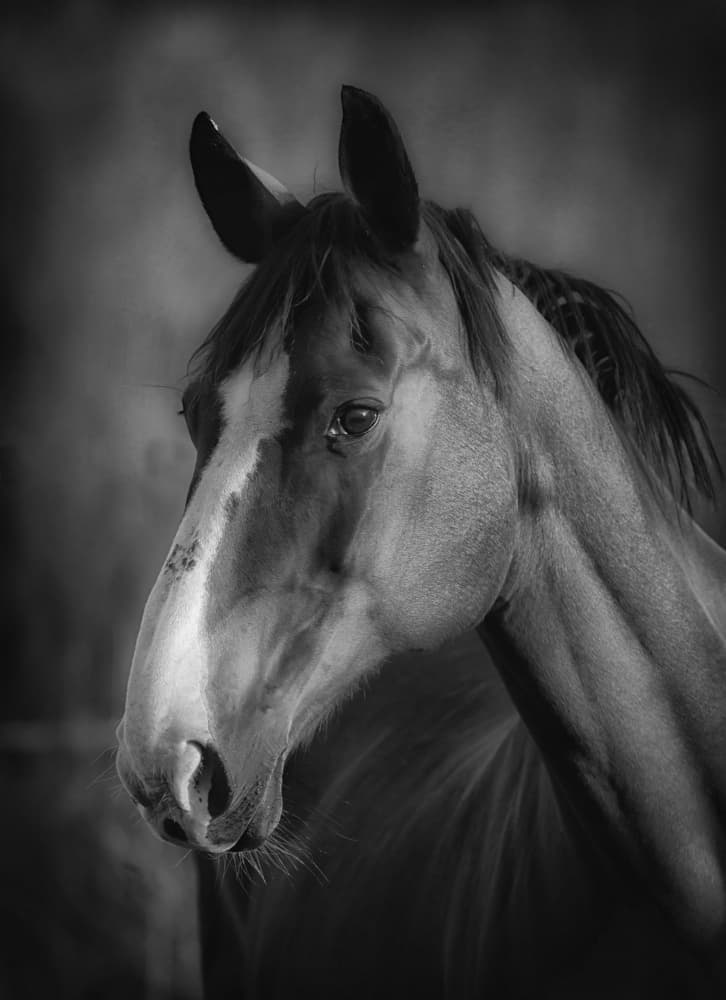 Majestic Equine Portrait by Allan Wallberg — canvas wall art