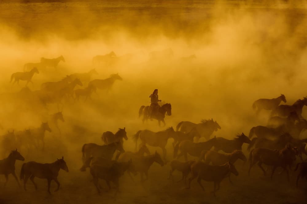 Golden Horses Running by Ummu Nisan Kandilcioglu — canvas wall art