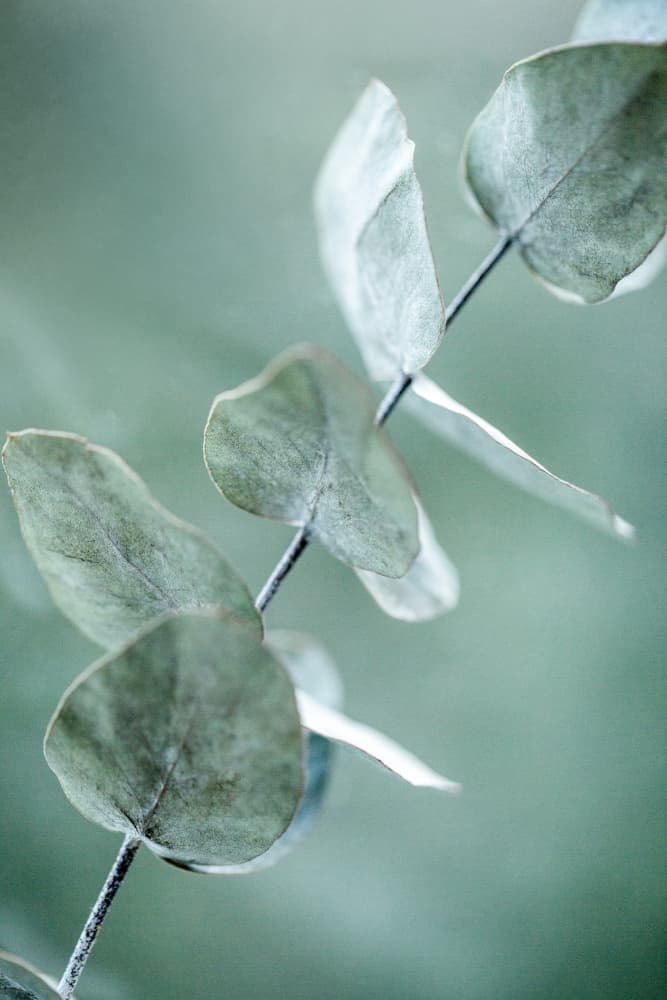 Eucalyptus 9 by Mareike Böhmer — canvas wall art