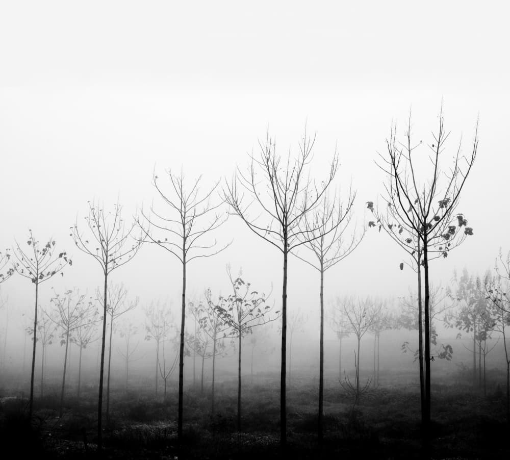 Misty Winter Trees by Ilan Amihai — canvas wall art