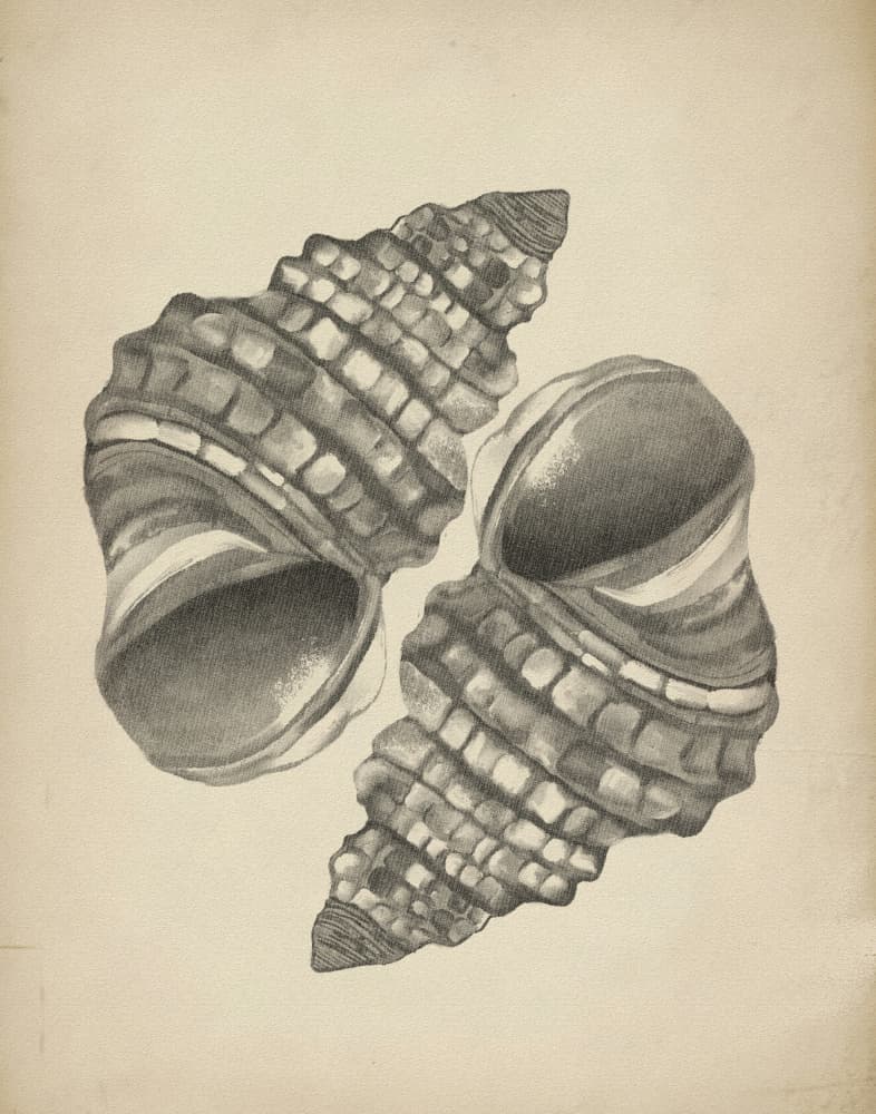 Detailed Spiral Shells by Josie George — canvas wall art
