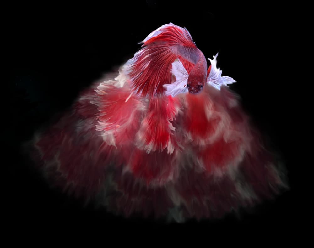 Betta Fish Dance by Rawisyah Aditya — canvas wall art