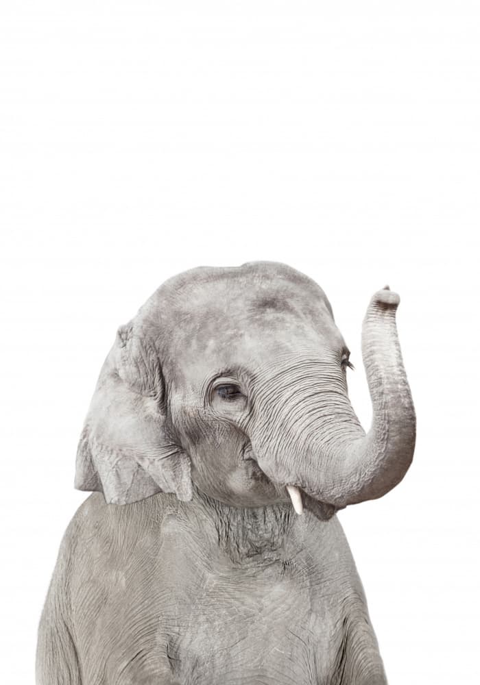 Baby Elephant by Kathrin Pienaar — canvas wall art
